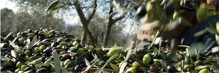 raccolta delle olive 4